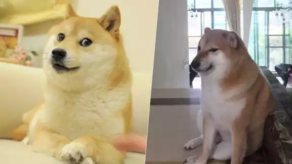 El perrito se viralizó en 2017, ahora su salud es complicada. Foto: Especial El perrito se viralizó en 2017, ahora su salud es complicada. Foto: Especial