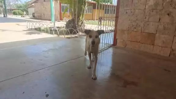 Los alumnos mencionaron que hay evidencias de que los animales fueron envenenados premeditadamente por los directivos Los alumnos mencionaron que hay evidencias de que los animales fueron envenenados premeditadamente por los directivos