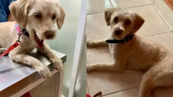 Berthita ahora busca a su nueva familia en la CDMX Berthita ahora busca a su nueva familia en la CDMX