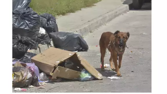 La población de perros y gatos aumenta por el abandono en Cancún La población de perros y gatos aumenta por el abandono en Cancún