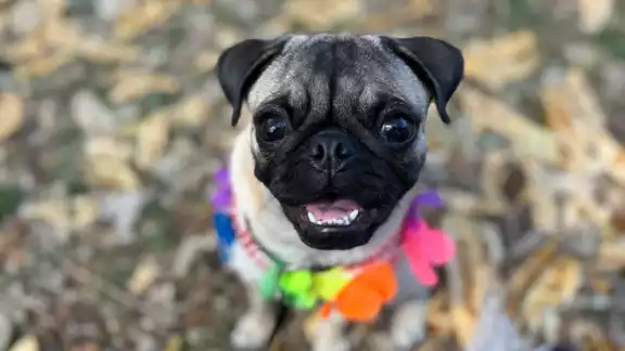 Los perros pug encabezarán la caminata en Mérida Los perros pug encabezarán la caminata en Mérida