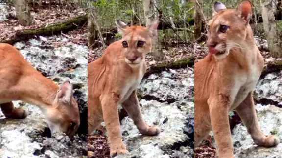 En Campeche, se han registrado más avistamientos de los felinos que habitan en la selva En Campeche, se han registrado más avistamientos de los felinos que habitan en la selva