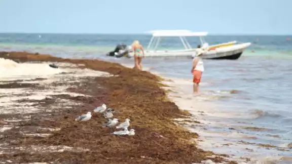 Quintana Roo ya se aprecia una presencia importante de esta alga, aunque el cúmulo de mayor tamaño se encuentra en el océano Atlántico. Quintana Roo ya se aprecia una presencia importante de esta alga, aunque el cúmulo de mayor tamaño se encuentra en el océano Atlántico.