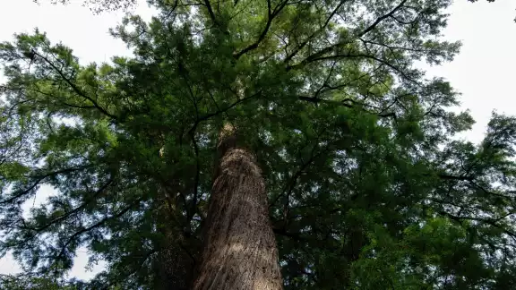 Los árboles pueden mitigar las altas temperaturas de Yucatán Los árboles pueden mitigar las altas temperaturas de Yucatán