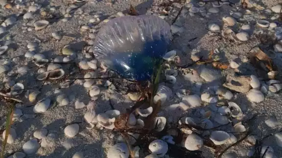 Bañistas de San Crisanto aseguran que la picadura de esta especie marina es peligrosa Bañistas de San Crisanto aseguran que la picadura de esta especie marina es peligrosa