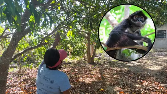 Se desconoce con exactitud cuántos monos son