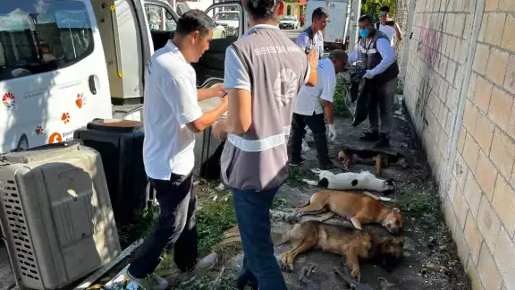 Animalistas piden que actúen pronto las autoridades pues en caso contrario emprenderán acciones para exigir justicia. Animalistas piden que actúen pronto las autoridades pues en caso contrario emprenderán acciones para exigir justicia.