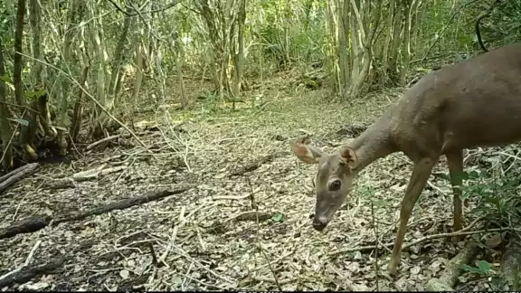 Instan a no capturar animales silvestres para tenerlos como mascotas