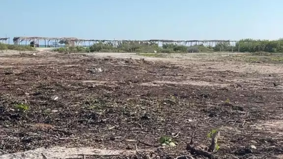 La Semarnat y la Profepa atienden la situación en Sisal La Semarnat y la Profepa atienden la situación en Sisal