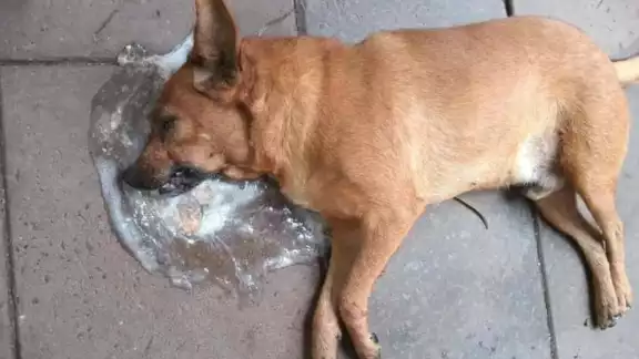 En otros puntos de la localidad los vecinos han reportado que sus animales están siendo envenenados En otros puntos de la localidad los vecinos han reportado que sus animales están siendo envenenados