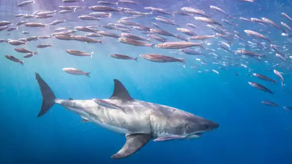 Es un tiburón de extraño aspecto que ha sido apodado "fósil viviente". Foto: Especial Es un tiburón de extraño aspecto que ha sido apodado "fósil viviente". Foto: Especial