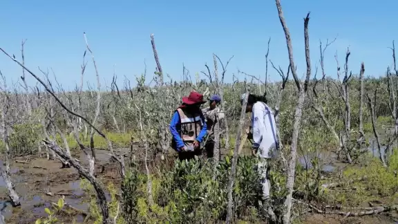 Las condiciones en las que se encuentra el manglar es producido por el sector industrial Las condiciones en las que se encuentra el manglar es producido por el sector industrial