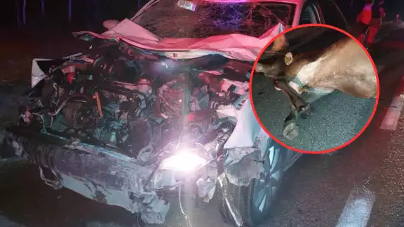 El animal de 500 kilos murió instantáneamente tras el golpe