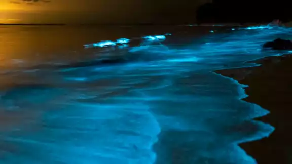 Los prestadores de servicios aseguran que este fin de semana sí se podrá ver la bioluminiscencia en Holbox Los prestadores de servicios aseguran que este fin de semana sí se podrá ver la bioluminiscencia en Holbox