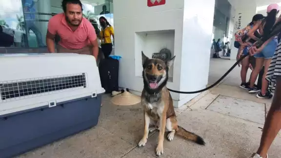 Actualmente sólo se permite subir al avión con ejemplares caninos de tamaño reducido. Actualmente sólo se permite subir al avión con ejemplares caninos de tamaño reducido.
