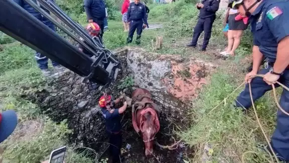 El caballo salió del hoyo al ser amarrado con lazos especiales para soportar su peso El caballo salió del hoyo al ser amarrado con lazos especiales para soportar su peso