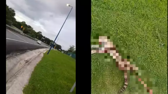 El Ocelote se encontraba en el pasto tirado El Ocelote se encontraba en el pasto tirado