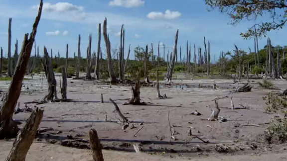 El bosque petrificado es un paisaje único en Yucatán