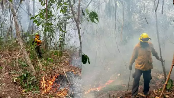 El incendio forestal en Playa del Carmen que consumió 75 hectáreas ya se controló en un 25 por ciento.