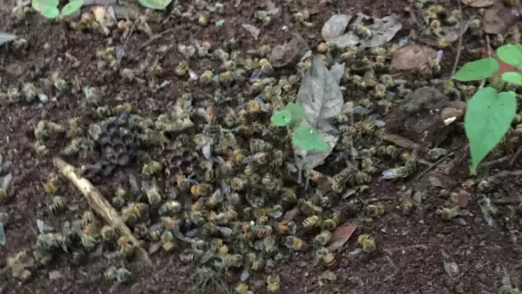 Las abejas tuvieron el mismo comportamiento de las que murieron el año pasado Las abejas tuvieron el mismo comportamiento de las que murieron el año pasado