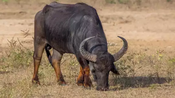 La carne de búfalo es mucho más nutritiva que la de res La carne de búfalo es mucho más nutritiva que la de res