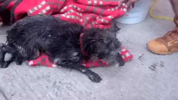 El perrito se encontraba en estado de desnutrición al momento del rescate El perrito se encontraba en estado de desnutrición al momento del rescate