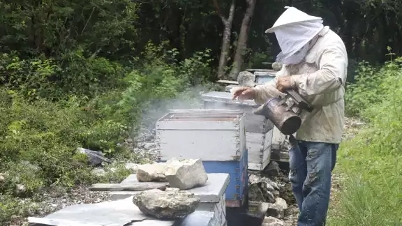 El principal problema de los afectados es que los apiarios que están menos de 3 kilómetros de los criaderos de cerdos no podrán ser certificados