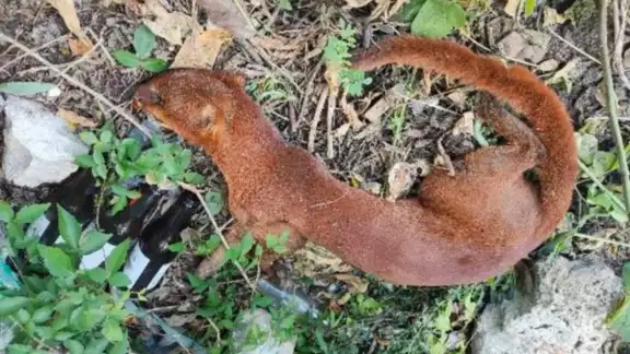 El jaguarundi fue hallado muerto luego de ser atropellado por un auto El jaguarundi fue hallado muerto luego de ser atropellado por un auto