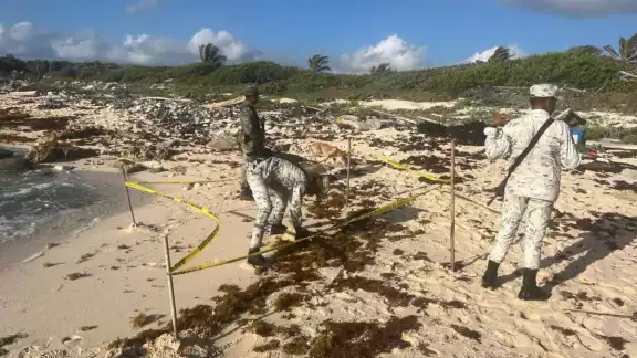 Así encontraron la marihuana en Cozumel
