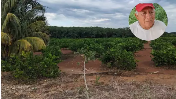 Parcelas de Buena Esperanza, que durante años carecieron de apoyo, ahora están en plena producción
Parcelas de Buena Esperanza, que durante años carecieron de apoyo, ahora están en plena producción