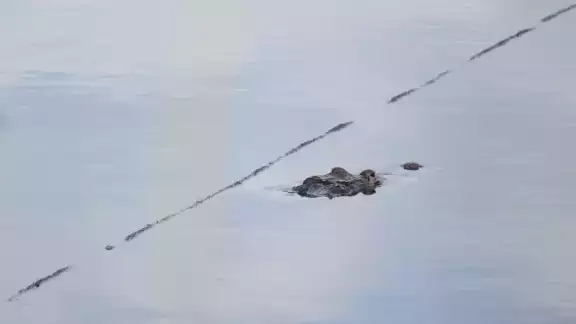 Muchos de estos animales carnívoros han comenzado a salir de su entorno para trasladarse a otros rumbos en búsqueda de alimento Muchos de estos animales carnívoros han comenzado a salir de su entorno para trasladarse a otros rumbos en búsqueda de alimento