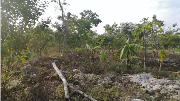 En Francisco May, donde se cultivan 50 hectáreas, solicitaron bombas y mangueras para regar, pero no tuvieron éxito