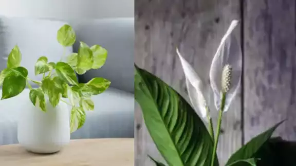 Los residentes de Cancún han optado por adquirir ventiladores, aires acondicionados y plantas Los residentes de Cancún han optado por adquirir ventiladores, aires acondicionados y plantas
