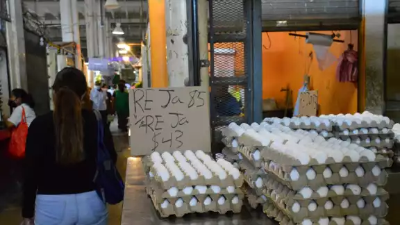 Campeche continúa libre de gripe aviar por los cuidados necesarios Campeche continúa libre de gripe aviar por los cuidados necesarios
