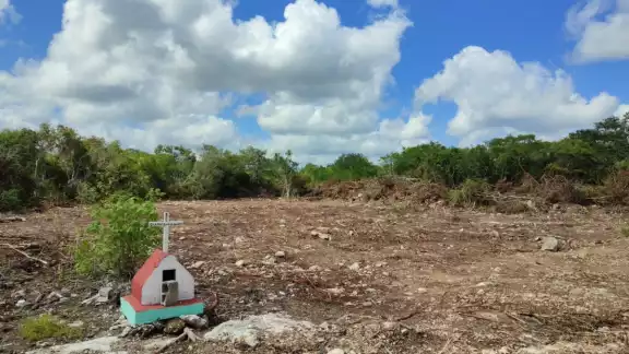 En Mérida, casi un millón de árboles están en mal estado