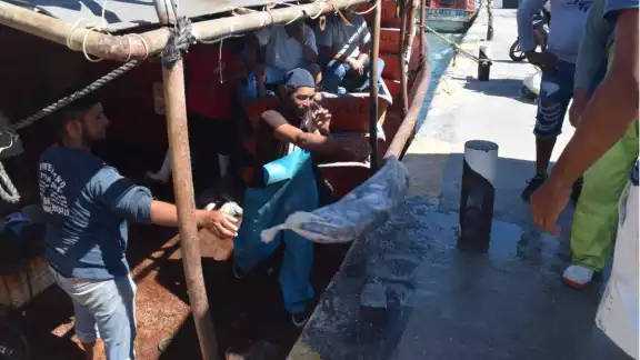 Mejoría en la captura de pulpo, incluso será más benéfica en los próximos meses Mejoría en la captura de pulpo, incluso será más benéfica en los próximos meses