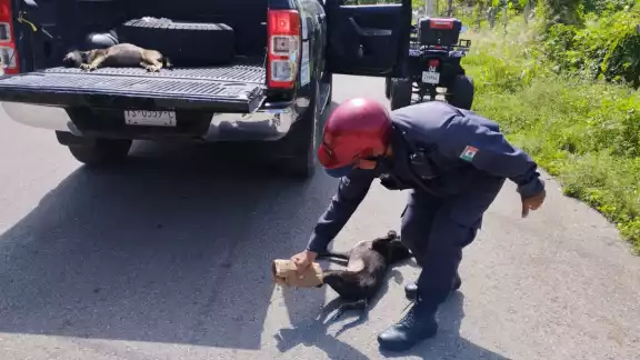 De los perros envenenados pudieron salvar a dos