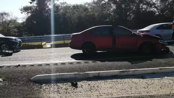 Los vecinos siempre ven al animalito deambulando por ahí