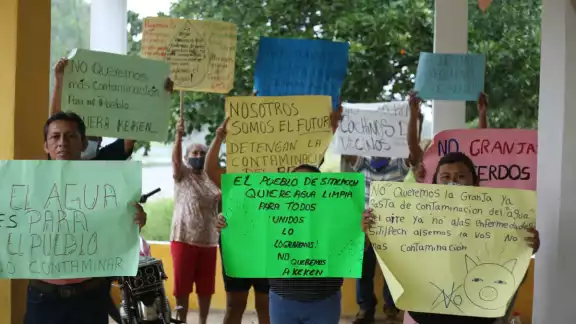 Aseguró que, debido a que los cerdos no absorben la totalidad de los nutrientes que consumen Aseguró que, debido a que los cerdos no absorben la totalidad de los nutrientes que consumen