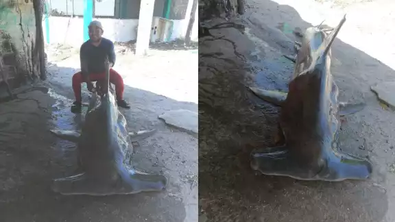 El tiburón martillo fue capturado en Seybaplaya El tiburón martillo fue capturado en Seybaplaya