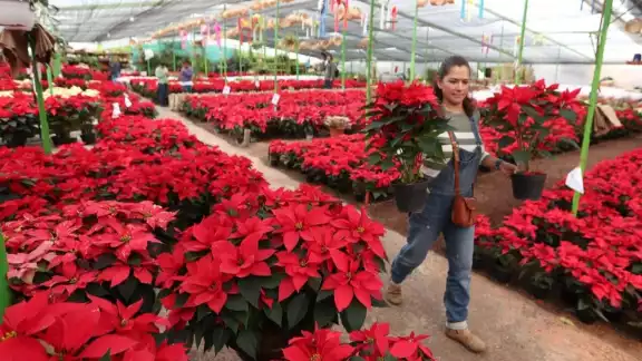 El 8 de diciembre se celebra el Día Nacional de la Nochebuena, la planta en maceta más vendida del mundo y símbolo de la navidad El 8 de diciembre se celebra el Día Nacional de la Nochebuena, la planta en maceta más vendida del mundo y símbolo de la navidad