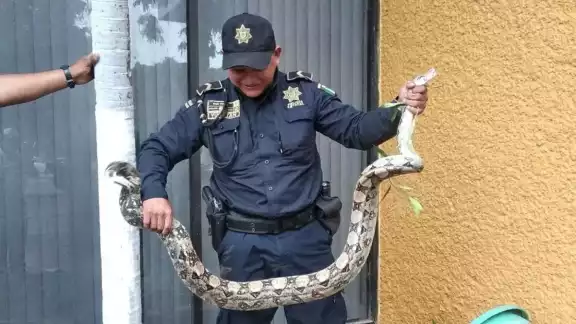 Secretaría de Seguridad Pública (SSP) llegaron para capturar una serpiente de la especie Boa Constrictor en el oriente de la ciudad de Mérida Secretaría de Seguridad Pública (SSP) llegaron para capturar una serpiente de la especie Boa Constrictor en el oriente de la ciudad de Mérida