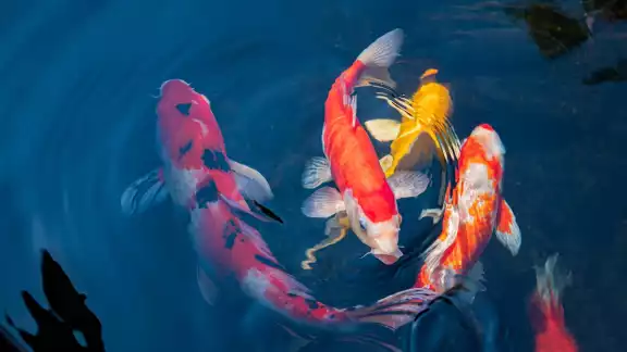 Los peces Koi estaban en el parque desde 1965