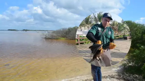 La Policía Ecológica liberó al ave en una zona de Chicxulub Puerto La Policía Ecológica liberó al ave en una zona de Chicxulub Puerto