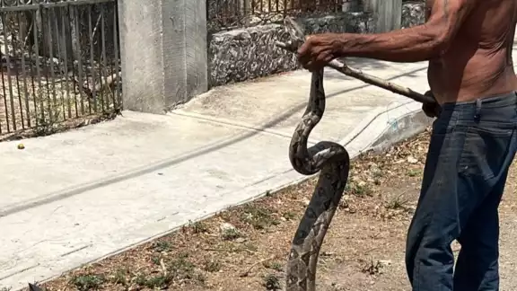 La boa fue capturada para ser puesta en libertad La boa fue capturada para ser puesta en libertad