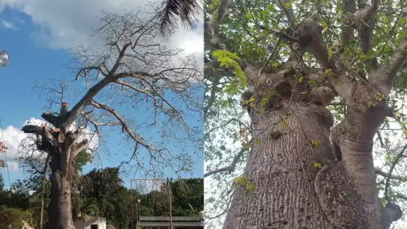 Según comentan habitantes de Sucopó, el ícono ejemplar árbol tiene más de 300 años