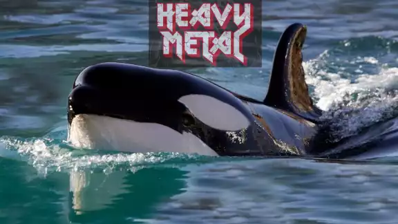 Las orcas reaccionaron de manera agresiva, Foto: Especial Las orcas reaccionaron de manera agresiva, Foto: Especial