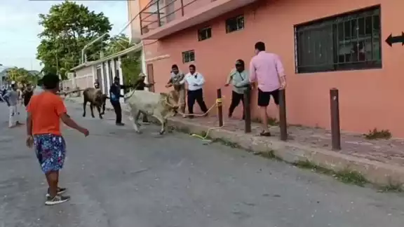 Un agente policiaco logró detener a una vaca Un agente policiaco logró detener a una vaca