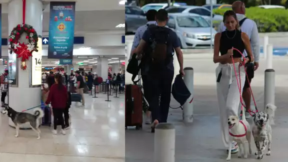 Se ha vuelto normal ver a los cachorros en el área de alimentos