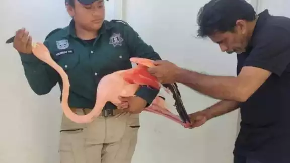 El animal fue atendido de inmediato por un médico veterinario El animal fue atendido de inmediato por un médico veterinario